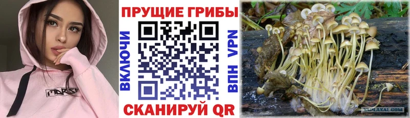 Купить  Кяхта  Псилоцибиновые грибы Psilocybe 